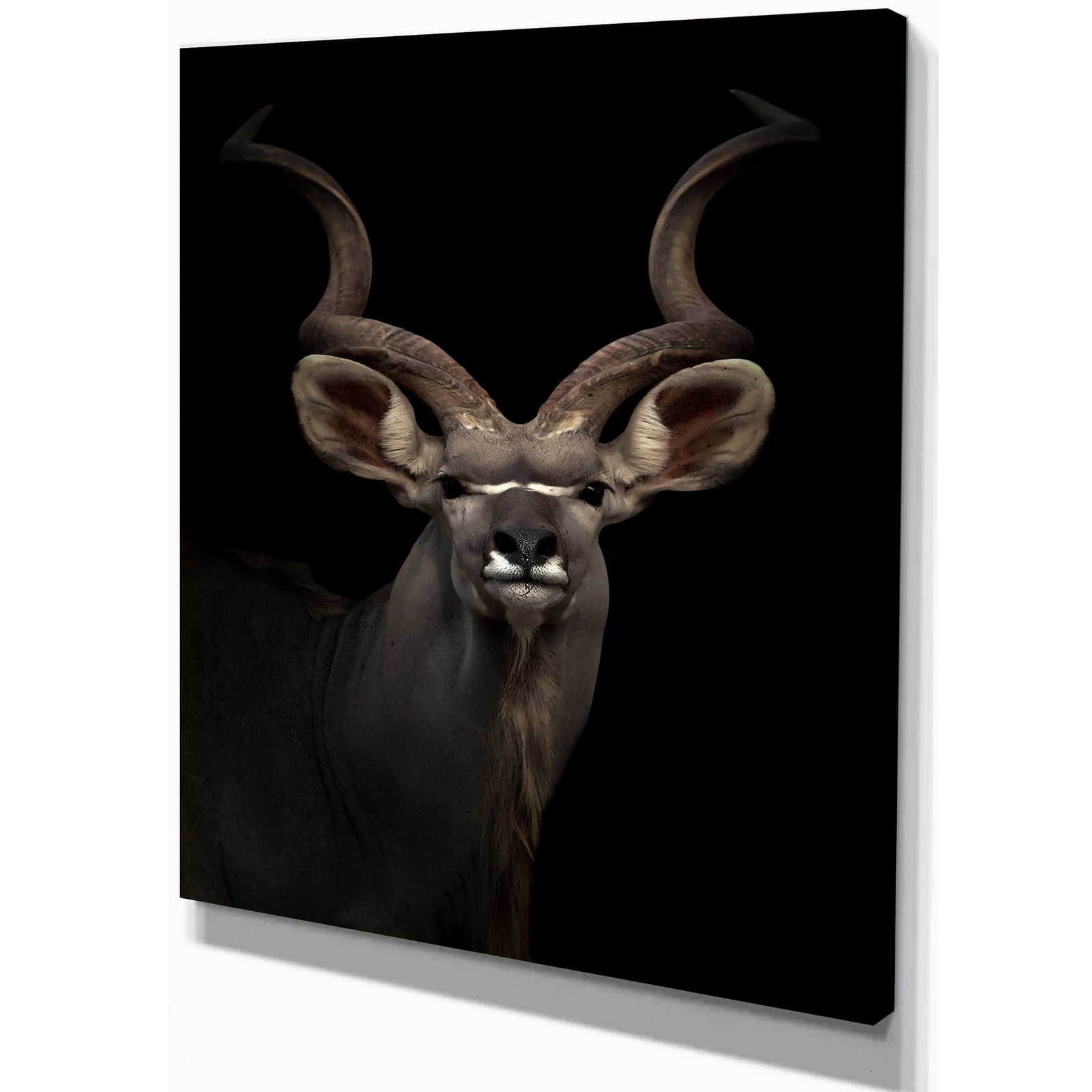 Greater gudu Tiger In The Dark - Animals photography Print on Wrapped Canvas