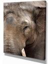 Emotional Elephant in close up - Africa Animals photography on Wrapped Canvas