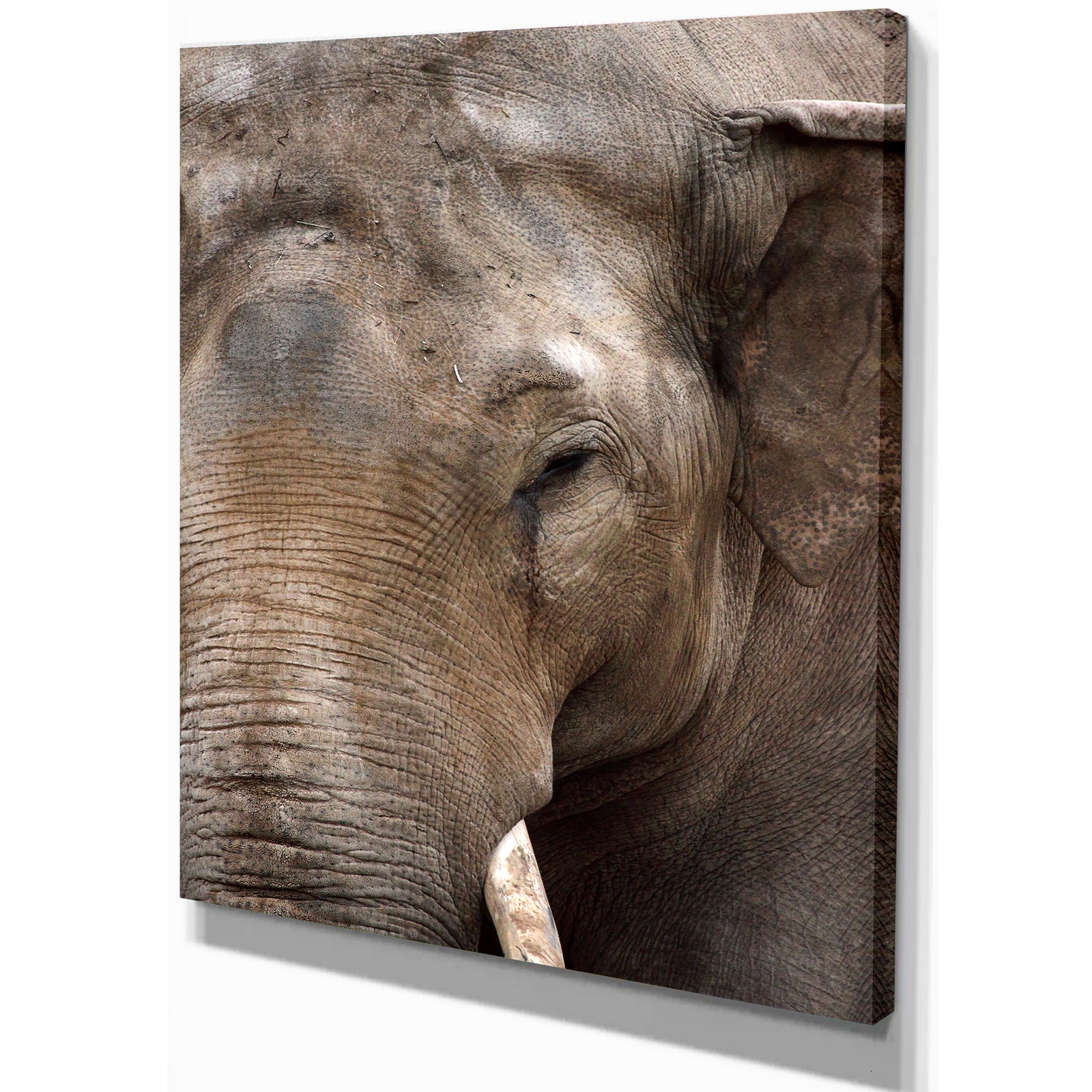 Emotional Elephant in close up - Africa Animals photography on Wrapped Canvas