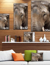 Emotional Elephant in close up - Africa Animals photography on Wrapped Canvas