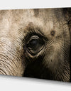 Elephant Head - Africa Animals photography on Wrapped Canvas