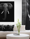 African Elephant - Africa Animals photography on Wrapped Canvas