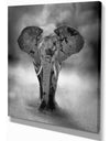 Kenya Africa Large Elephant Bull - Africa Animals photography on Wrapped Canvas