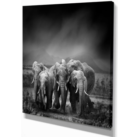 Group of Elephant in Black Background - Africa Animals photography on Wrapped Canvas
