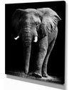 African Elephant in Black Background - Africa Animals Photography on Wrapped Canvas