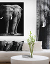 African Elephant in Black Background - Africa Animals Photography on Wrapped Canvas