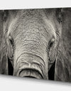 Close up African Elephant - Africa Animals Photography on Wrapped Canvas