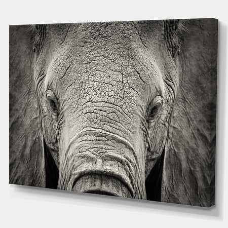 Close up African Elephant - Africa Animals Photography on Wrapped Canvas