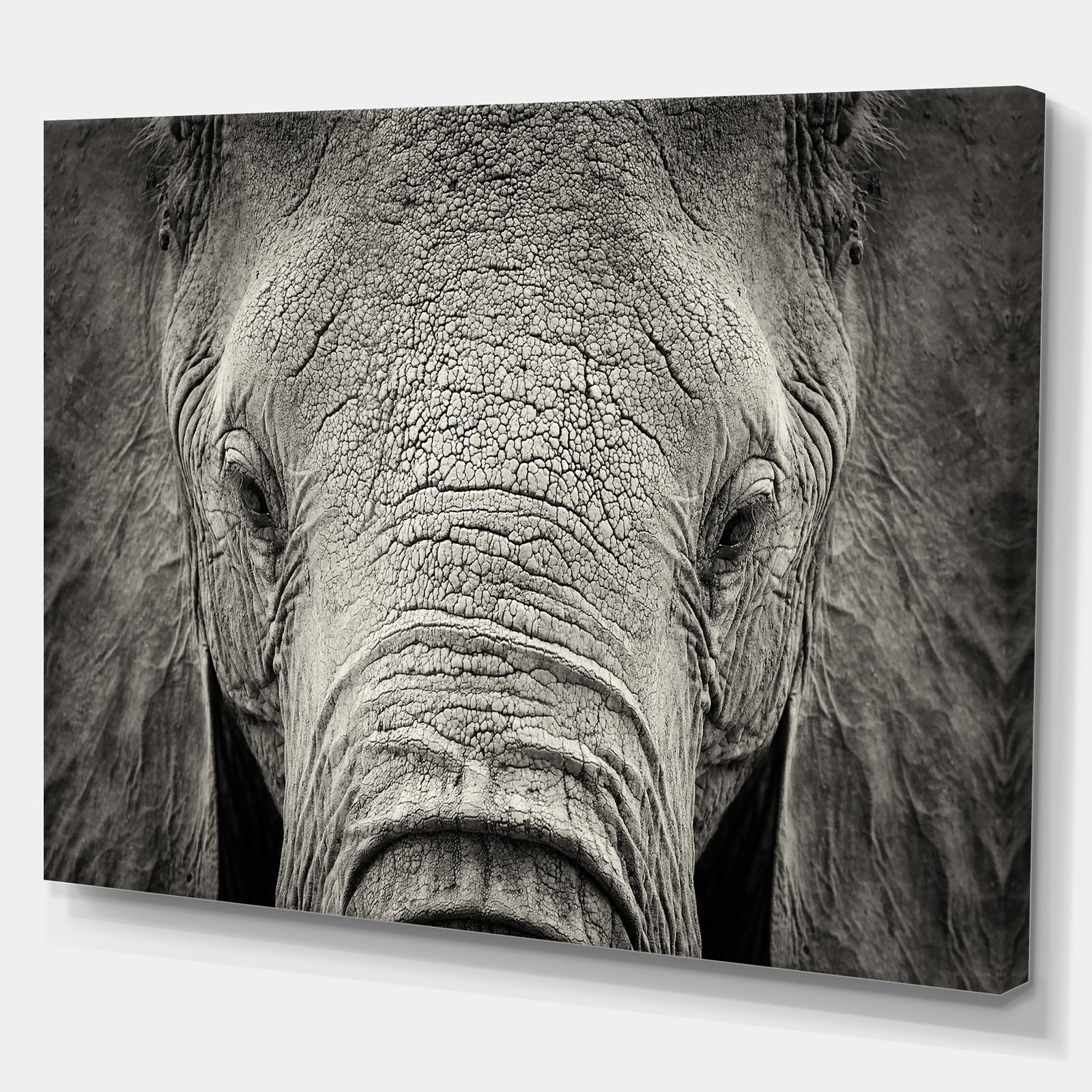Close up African Elephant - Africa Animals Photography on Wrapped Canvas