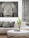 Close up African Elephant - Africa Animals Photography on Wrapped Canvas