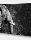 Elephant at Kruger National Park in Grayscale - Africa Animals Photography on Wrapped Canvas