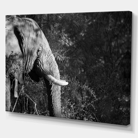 Elephant at Kruger National Park in Grayscale - Africa Animals Photography on Wrapped Canvas