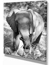 Elephant at Kruger National Park - Africa Animals Photography on Wrapped Canvas