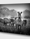 Zebra in black and white - Africa Animals Photography on Wrapped Canvas