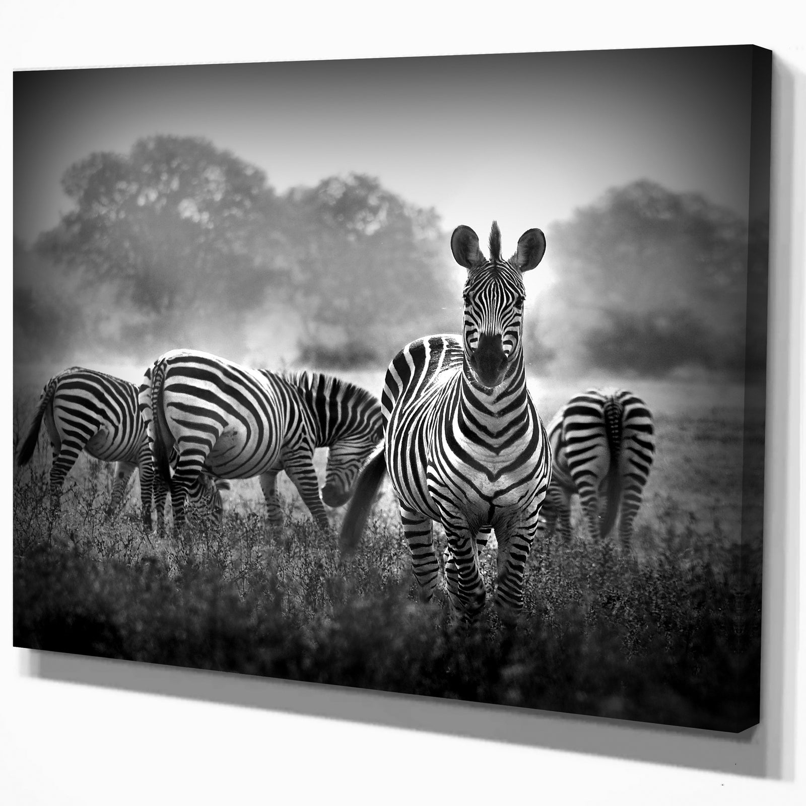 Zebra in black and white - Africa Animals Photography on Wrapped Canvas