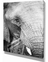 Close up of an elephant eating - Africa Animals Photography on Wrapped Canvas