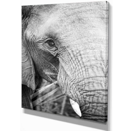 Close up of an elephant eating - Africa Animals Photography on Wrapped Canvas