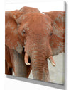 Elephant in National park of Kenya - Animals Photography on Wrapped Canvas