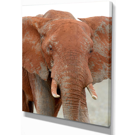 Elephant in National park of Kenya - Animals Photography on Wrapped Canvas