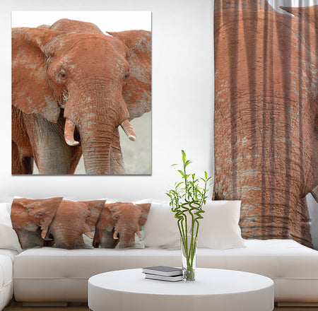 Elephant in National park of Kenya - Animals Photography on Wrapped Canvas