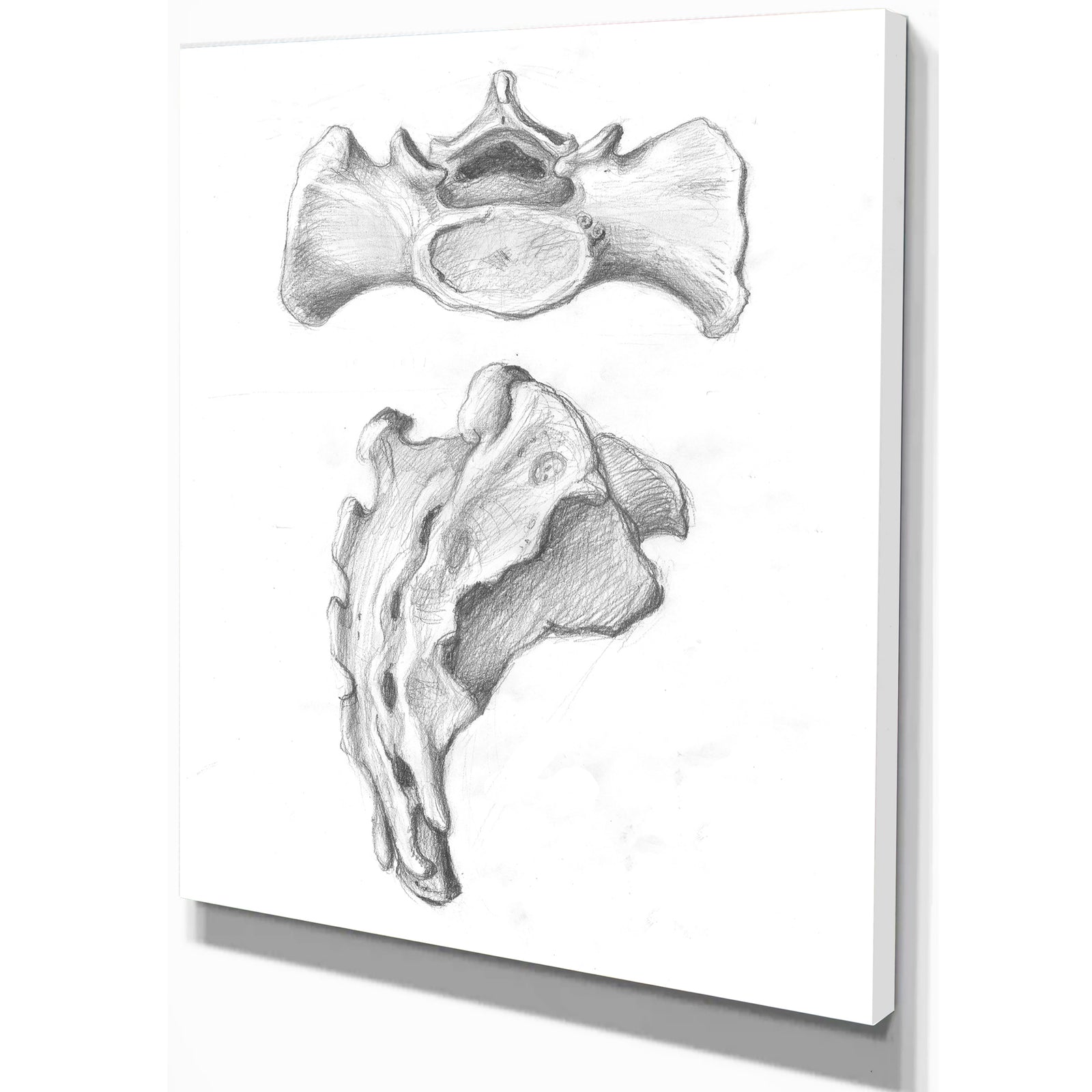 Two views of sacrum - Bones Painting Print on Wrapped Canvas