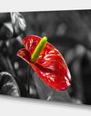 Red Anthurium - Floral photography on wrapped Canvas