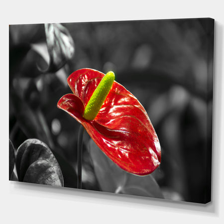 Red Anthurium - Floral photography on wrapped Canvas