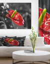 Red Anthurium - Floral photography on wrapped Canvas