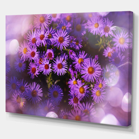 Purple Aster Flower Photograpy Art - Floral photography on wrapped Canvas