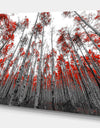 Red Leaf Trees in Tall Forest - Floral Landscapes Photographic on wrapped Canvas