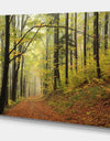 Forest trail in the fog - Forest Landscapes Photographic on wrapped Canvas