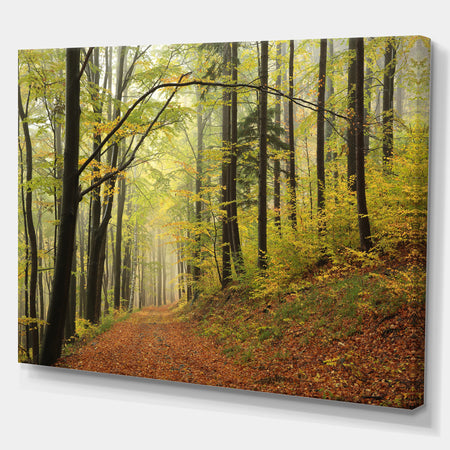 Forest trail in the fog - Forest Landscapes Photographic on wrapped Canvas