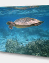 Sea turtle - Sea & Shore Nautical Photographic on wrapped Canvas