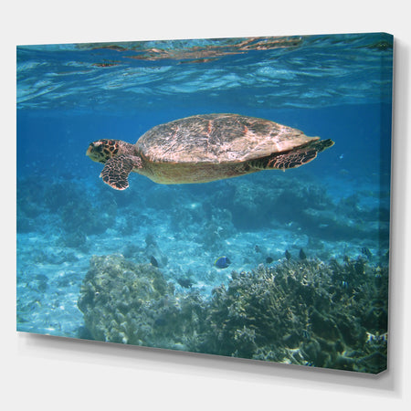 Sea turtle - Sea & Shore Nautical Photographic on wrapped Canvas