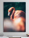 American flamingo in between vegetation sunlight. - Tropical Canvas Wall Art