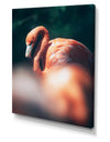 American flamingo in between vegetation sunlight. - Tropical Canvas Wall Art