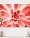 Succulent plant in Living coral - Tropical Canvas Wall Art