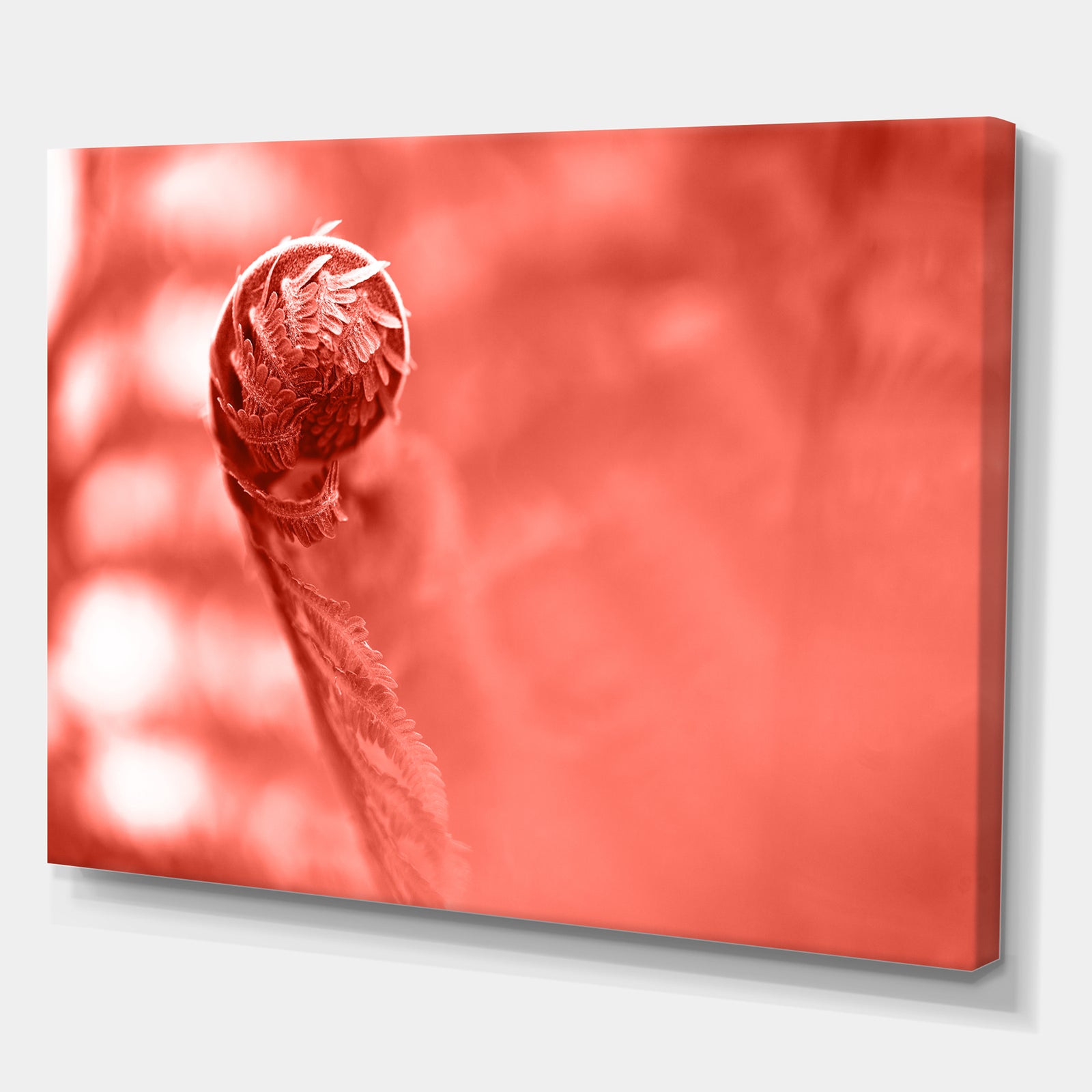 Spiral of young fern in spring, close-up - Tropical Canvas Wall Art