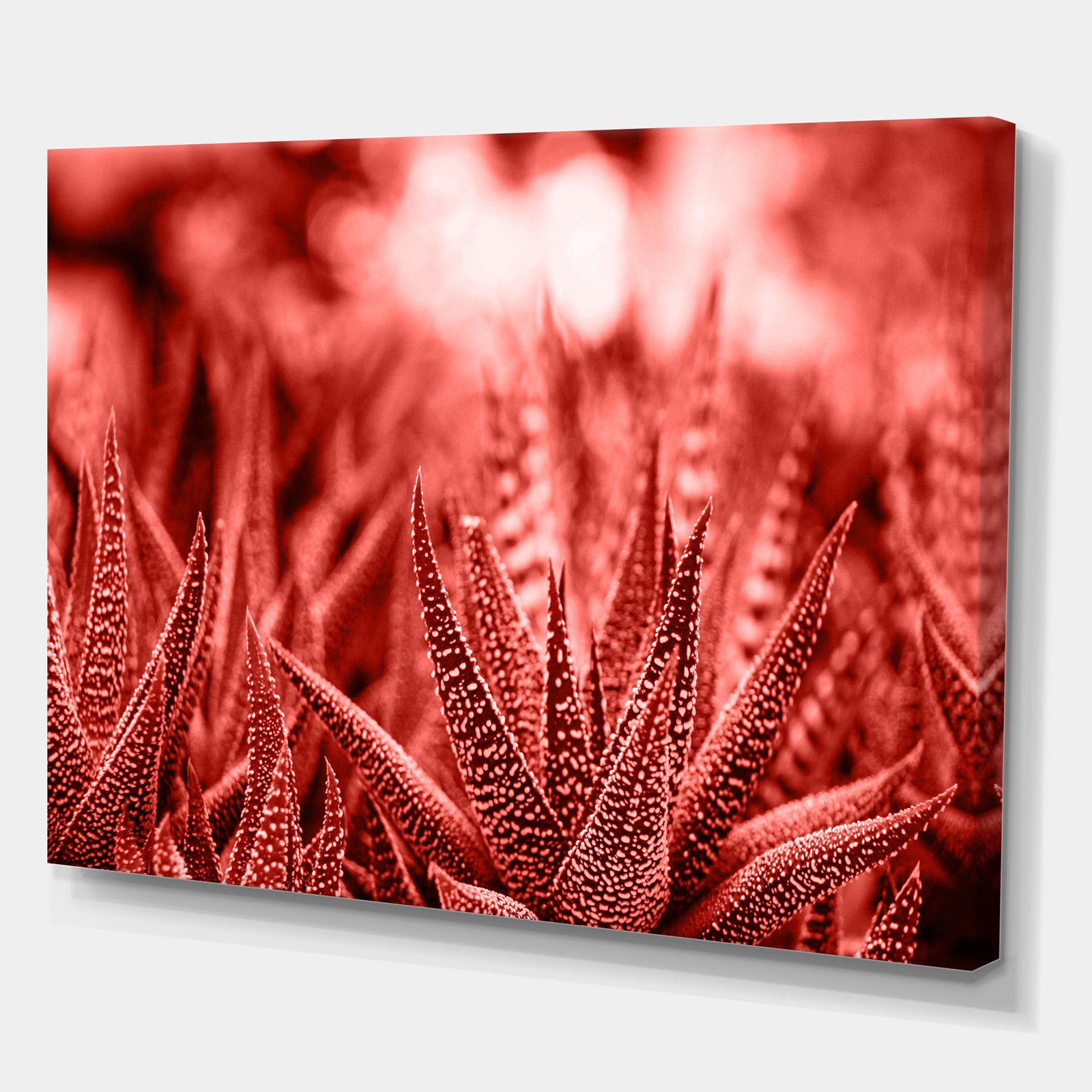 Cactus Haworthia - Tropical Canvas Wall Art
