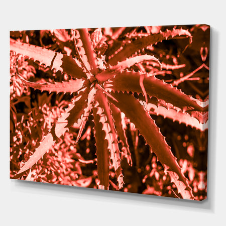 Succulent cactus plant part close up under the sunlight sky - Tropical Canvas Wall Art