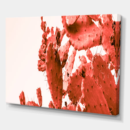 Succulent cactus plant part close up under the sunlight sky ll - Tropical Canvas Wall Art