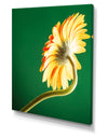 Gerbera flower on green - Cottage Canvas Wall Art