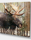 Open Season Moose - Traditional Canvas Art Print