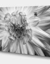 Monochrome Flower 78 - Cottage Canvas Wall Art