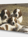 Three Sweet Little Puppies - Traditional Gallery-wrapped Canvas