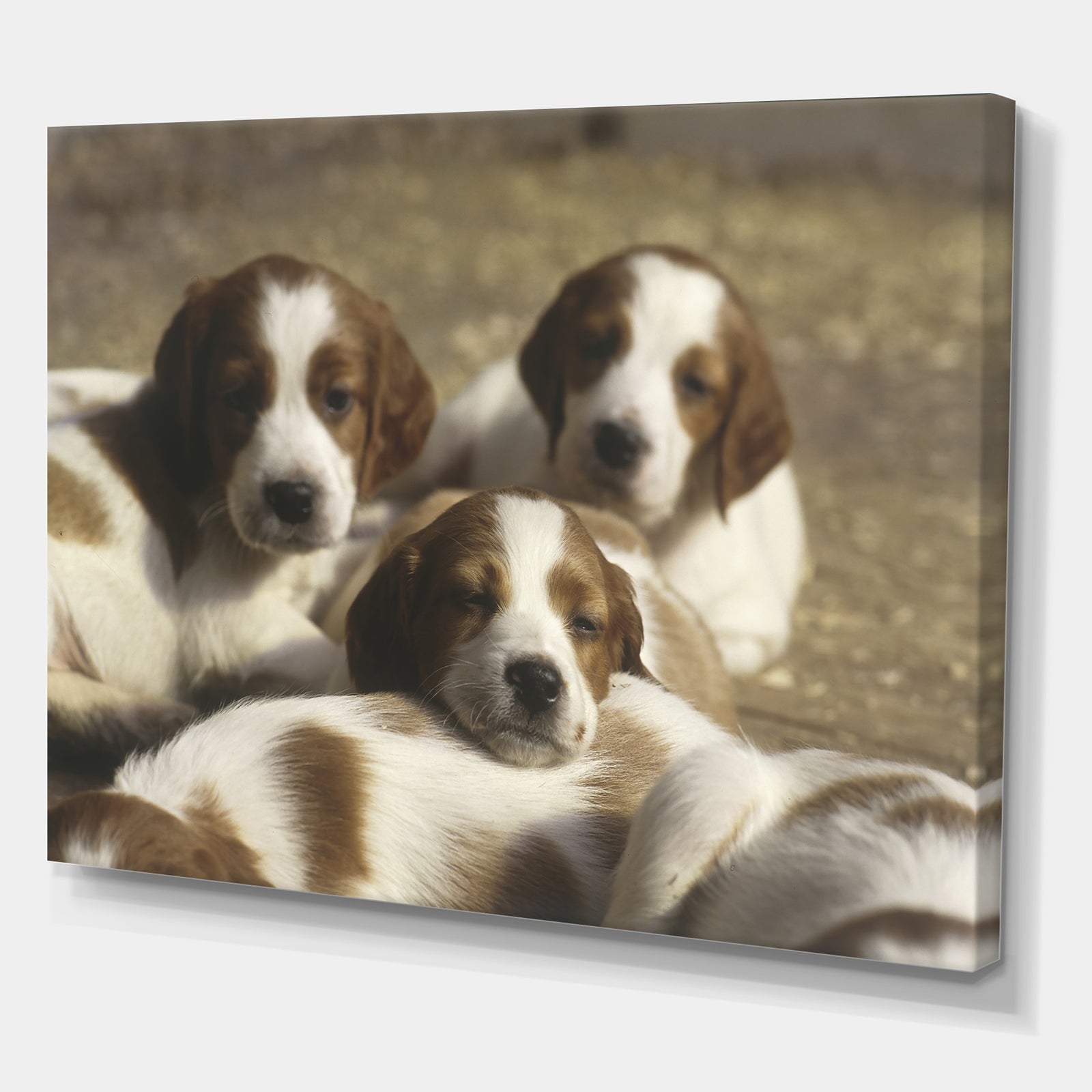 Three Sweet Little Puppies - Traditional Gallery-wrapped Canvas