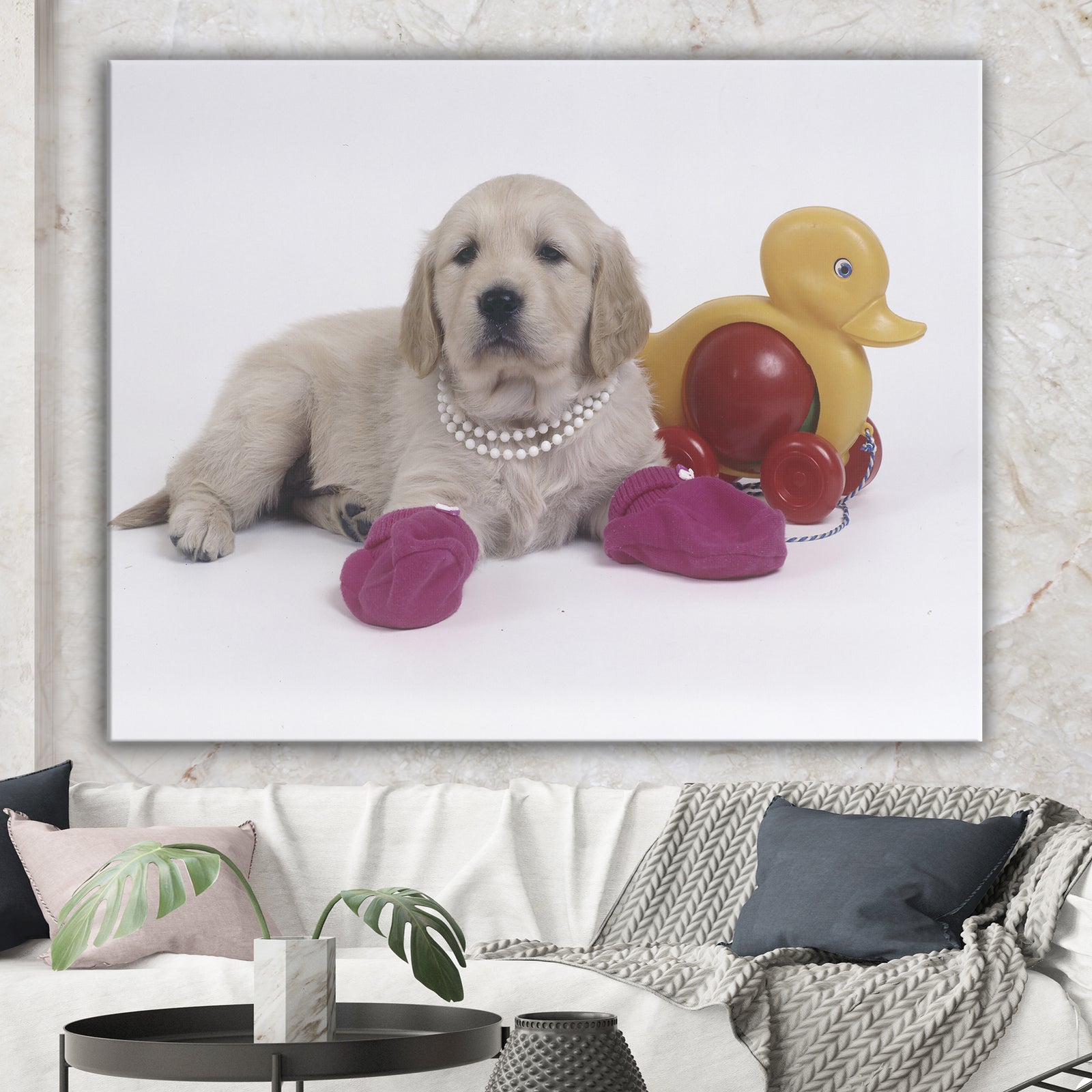 Golden Retriever With Pink Socks - Traditional Canvas Artwork