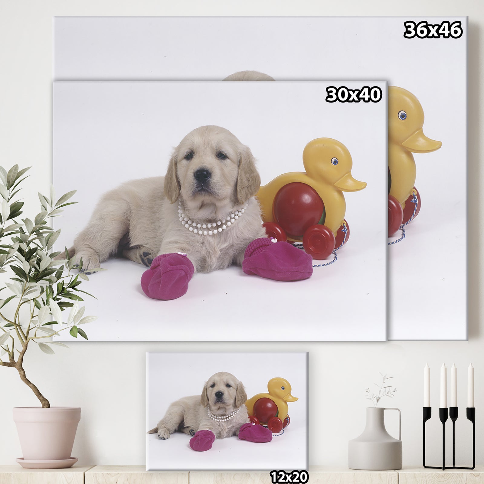 Golden Retriever With Pink Socks - Traditional Canvas Artwork
