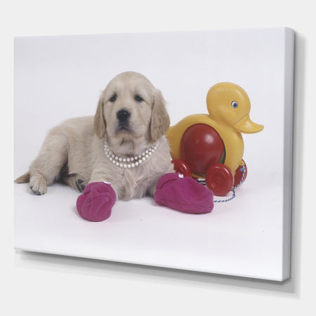 Golden Retriever With Pink Socks - Traditional Canvas Artwork