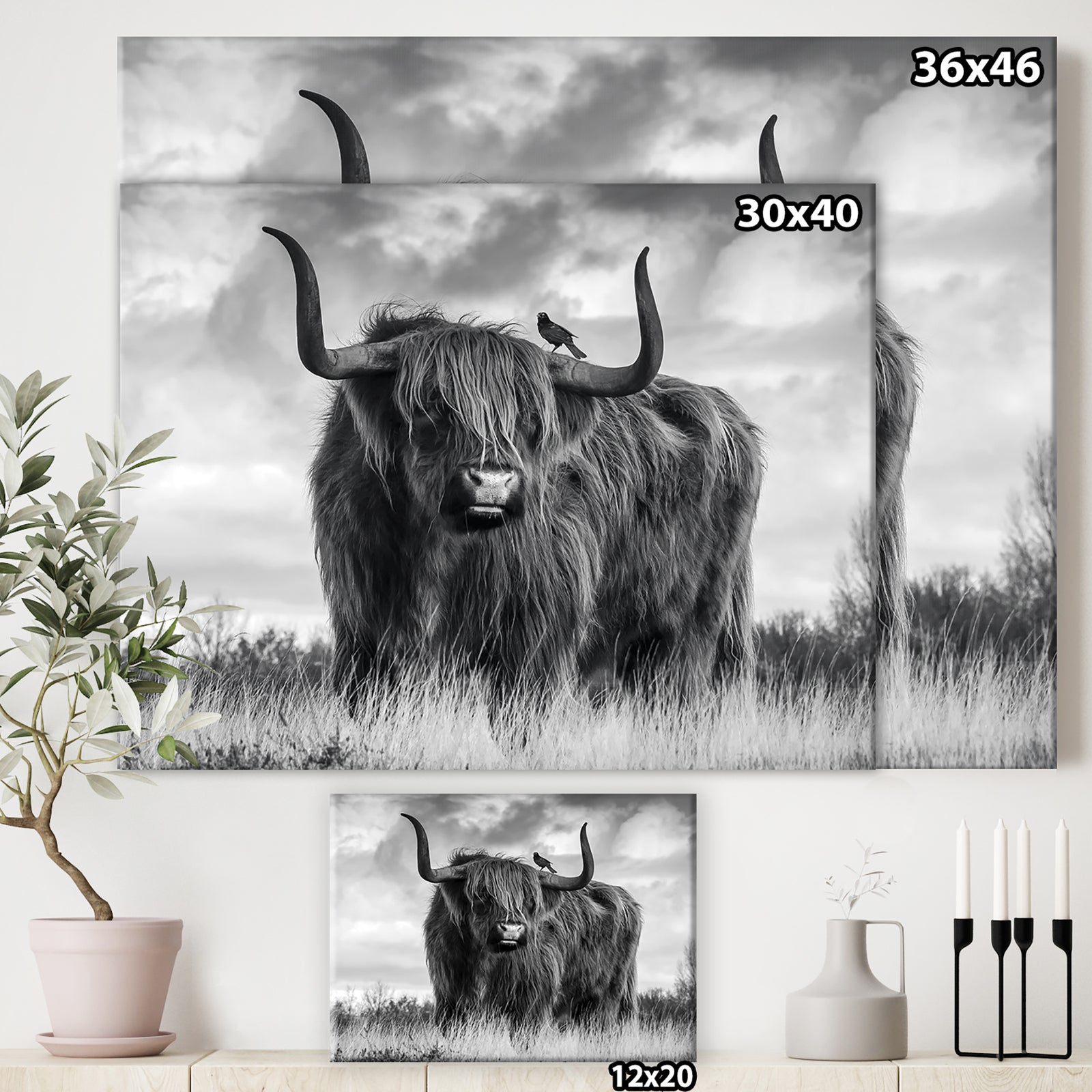 Longhaired Scottish Bull - Cottage Canvas Art Print